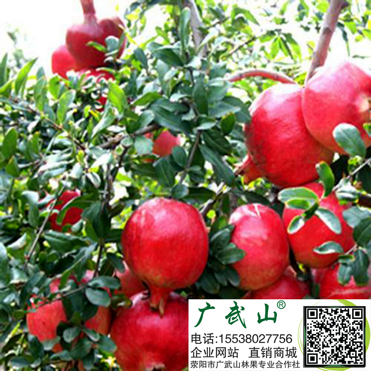 软籽石榴苗批发,石榴基地,河南果树苗木,果树苗批发,果树基地